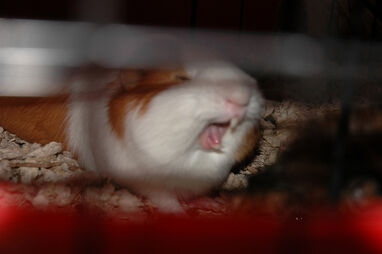 Guinea Pigs at Home