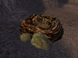 Moa Nest