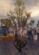 Stormforce Jacaranda