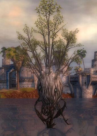 File:Stormforce Jacaranda.jpg