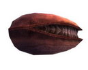 Sacred Seed