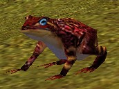 Redfrog