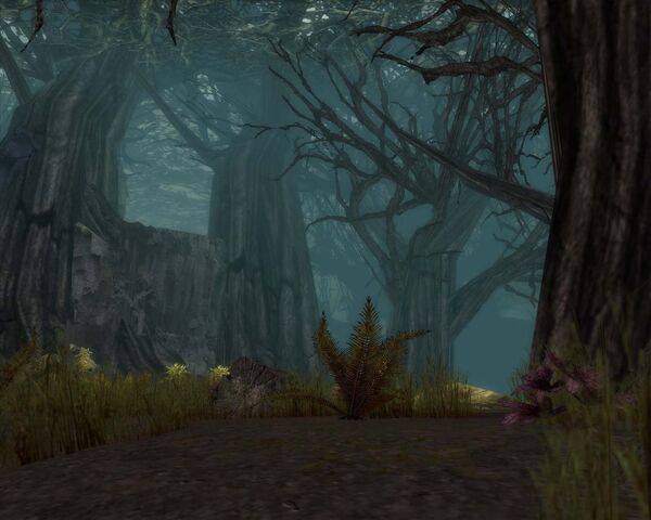 File:Echovald Forest.jpg