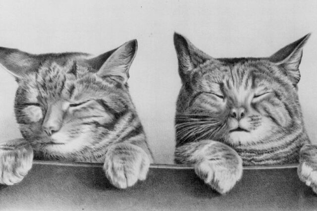 File:Two kittens-box.jpg