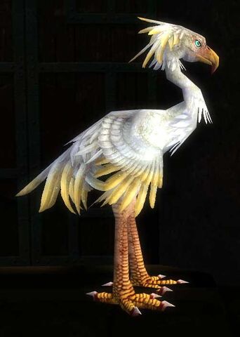 File:White Moa.jpg