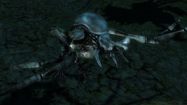 File:Ghosteater Beetle.jpg
