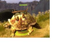 Gianturtle