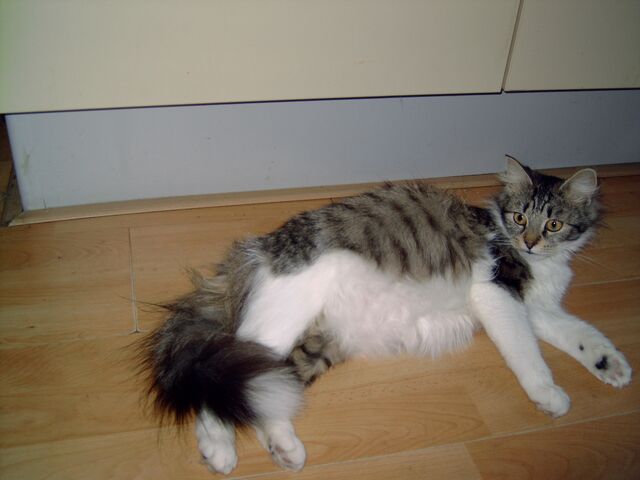 File:Bolle grisly.jpg