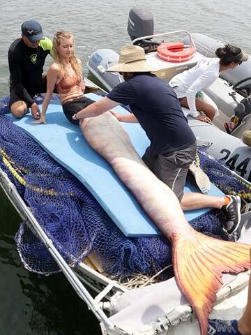 File:Mako Mermaids Set 4.jpg