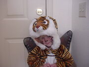 Tigerfairy