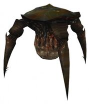 Gonarch model.jpg