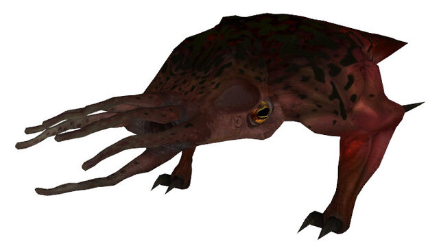 File:Bullsquid beta.jpg