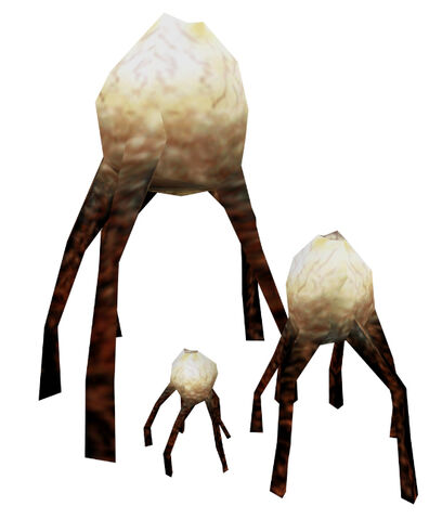 File:Xen fungi.jpg