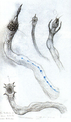 File:Hydra sketch.jpg