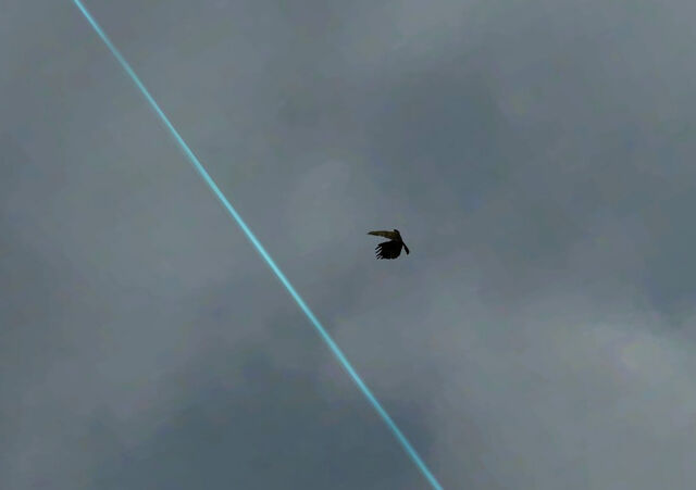 File:Sniper crow.jpg
