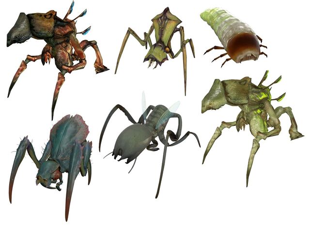 Archivo:Antlions all.jpg