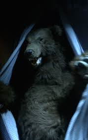 File:The bear.png