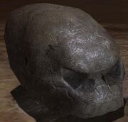 Cráneo Brute.jpg