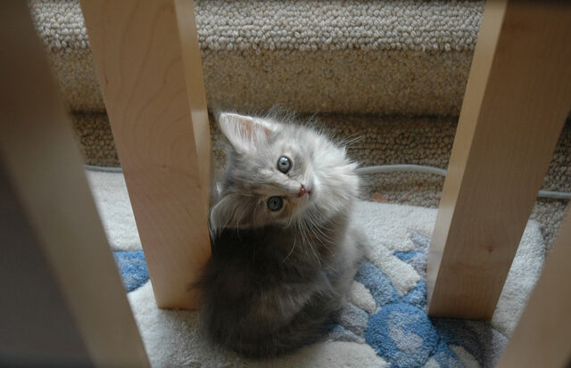 File:Kit-Kat !!!.jpg