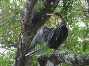 Images-1- (2)