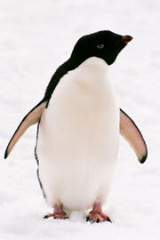 Adeliepinguin-01