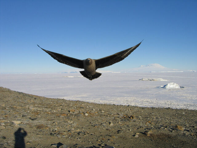 File:Skua antarctica uscg04.jpg