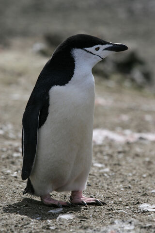 File:Chinstrap Penguin.jpg
