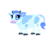 Blue spotted cow