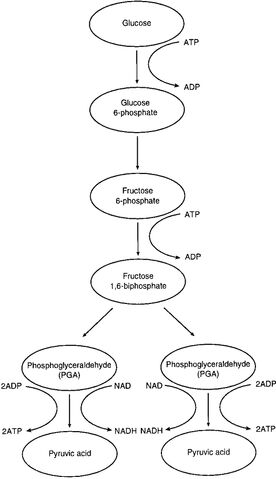 File:Glycolysis.jpg