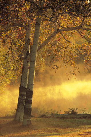 File:ThinkstockPhotos-78459756.jpg