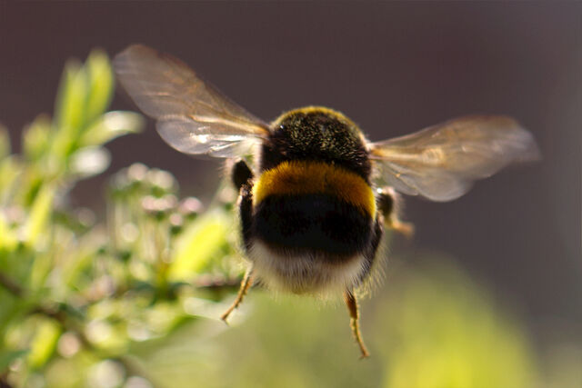 File:5859610374 b0c830ac5b b.jpg