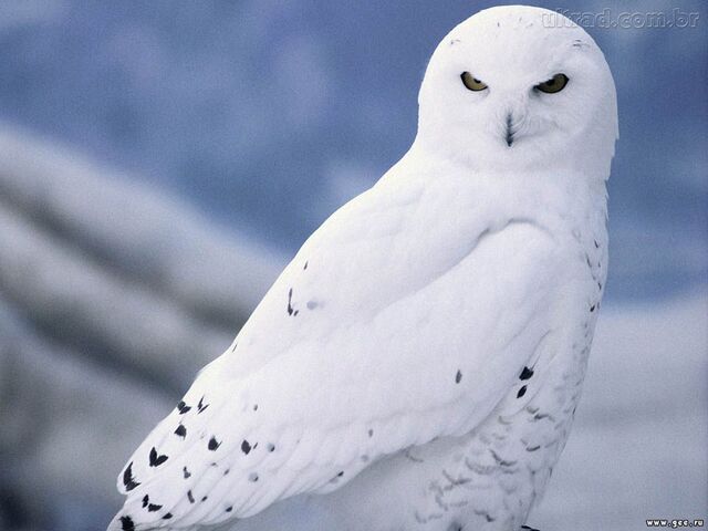 File:Irene's-owl.jpg