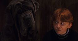 Ron and Fang.png