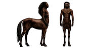 Zentaur Anatomie.jpg