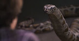 Harry-Snake-PSF.jpg