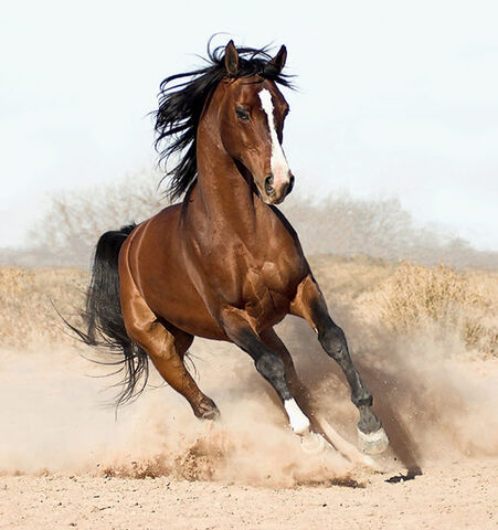 File:Arabian-horse8.jpg