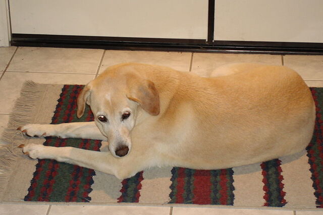 File:Chelseadog.jpg