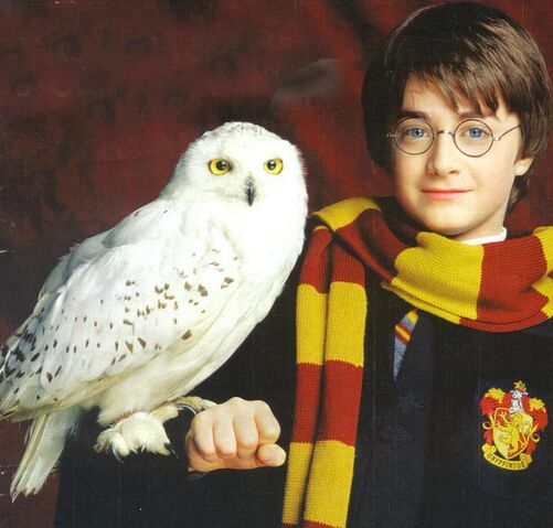 Dosya:Harry-Potter-Hedwig.jpg