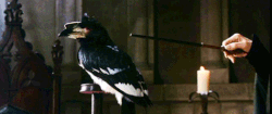 Fera verto.gif