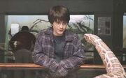 Harrysnake.jpeg