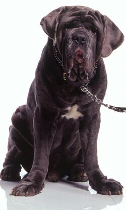 Canino