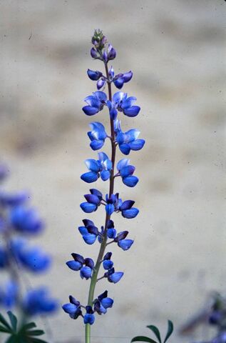 File:Lupinus.jpg