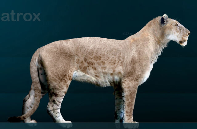 File:Panthera leo atrox.jpg
