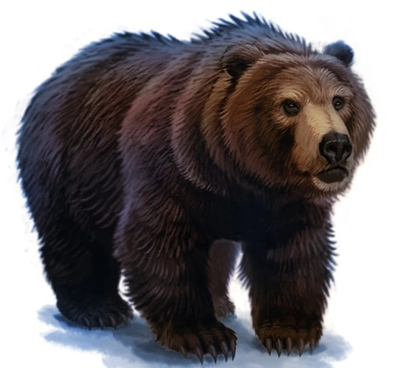 Image - Bear.png | Harry Potter Wiki | FANDOM powered by Wikia - 570 x 530 png 296kB