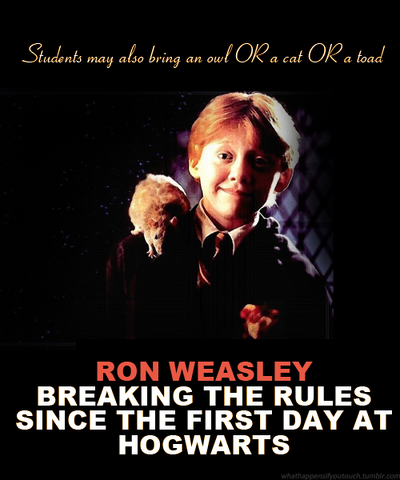 File:Not a rat.png