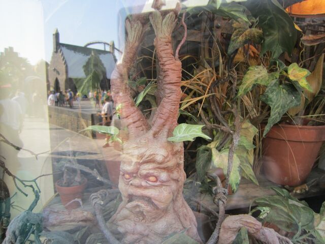 File:Mandrake.jpg