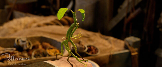 File:Bowtruckle raspberry.jpg