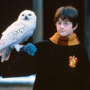 Harry-and-hedwig-harry-potter-18741302-400-400.jpg