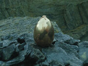 Goldenegg.jpg