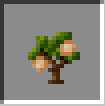 Walnut Sapling